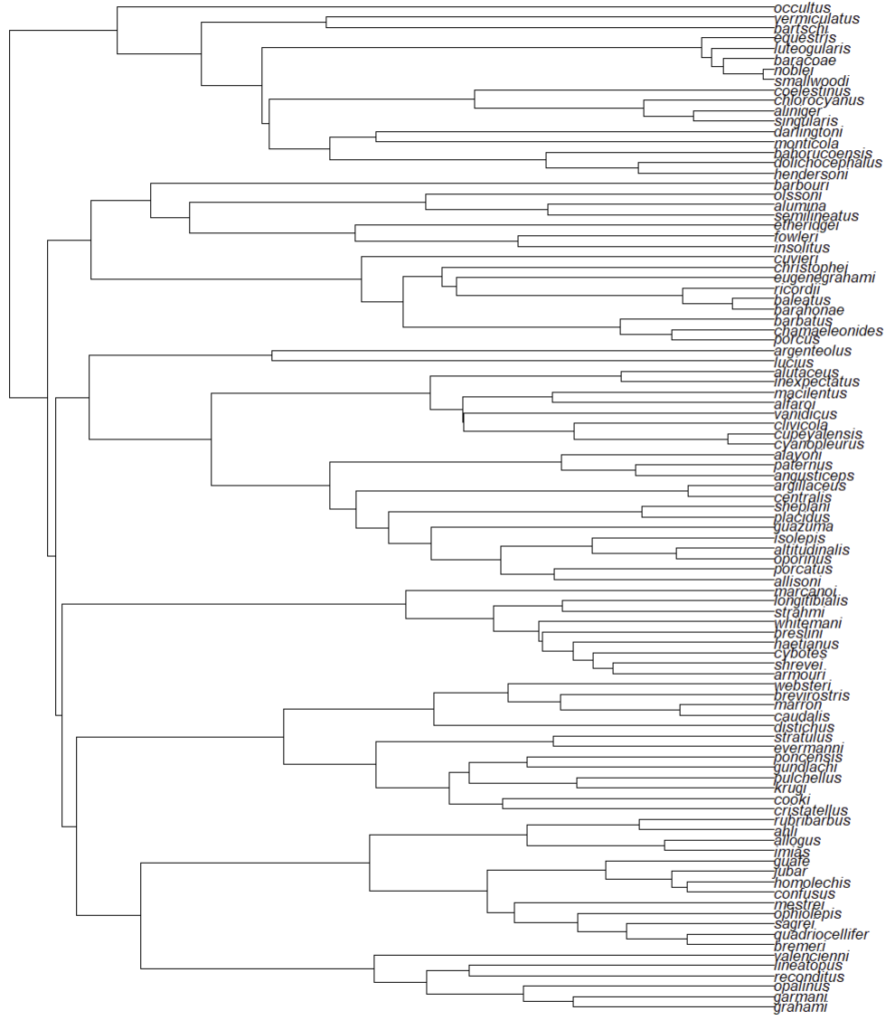 Phylogenetic tree from Patton et al. (2021) trimmed to include only anoles found on islands in the Caribbean.